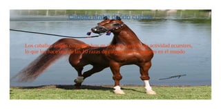 Caballo arabe dando cuerda
Los caballos árabes compiten hoy en muchos campos de actividad ecuestres,
lo que los hace una de las 10 razas de caballo más populares en el mundo
 