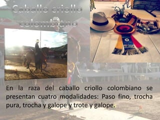 En la raza del caballo criollo colombiano se
presentan cuatro modalidades: Paso fino, trocha
pura, trocha y galope y trote y galope.

 