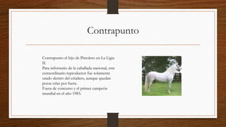 Contrapunto
Contrapunto el hijo de Pistolero en La Ligia
II.
Para infortunio de la caballada nacional, este
extraordinario reproductor fue solamente
usado dentro del criadero, aunque quedan
pocas crías por fuera.
Fuera de concurso y el primer campeón
mundial en el año 1983.
 
