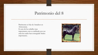 Patrimonio del 8
Patrimonio es hijo de Amadeus en
Aristocracia.
Es uno de los caballos mas
importantes, esto es ratificado por sus
crías las cuales han conseguido títulos
importantes.
 