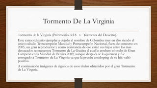 Tormento De La Virginia
Tormento de la Virginia (Patrimonio del 8 x Tormenta del Desierto).
Este extraordinario ejemplar a dejado el nombre de Colombia muy en alto siendo el
único caballo Tetracampeón Mundial y Pentacampeón Nacional, fuera de concurso en
2005, un gran reproductor y como constancia de eso están sus hijos entre los mas
destacados se encuentra Tormento de La Guajira el cual le arrebato el titulo de Gran
Campeón en la Mundial de Pereira 2009, aunque después se lo quitaron y fue
entregado a Tormento de La Virginia ya que la prueba antidoping de su hijo salió
positiva.
A continuación imágenes de algunos de esos títulos obtenidos por el gran Tormento
de La Virginia.
 