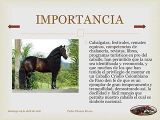 IMPORTANCIA

 Cabalgatas, festivales, remates
equinos, competencias de
chalanería, revistas, libros,
programas turísticos en pro del
caballo, han permitido que la raza
sea identificada y reconocida, y
que muchos de los que han
tenido el privilegio de montar en
un Caballo Criollo Colombiano
de Paso den fe de que es un
ejemplar de gran temperamento y
tranquilidad, demostrando así, la
docilidad y fácil manejo que
permite nuestro caballo el cual es
símbolo nacional.
domingo 24 de abril de 2016 Pedro Chunza Rivera INICIO
 