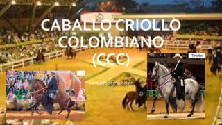 CABALLO CRIOLLO
COLOMBIANO
(CCC)
Santiago serna balvin
 