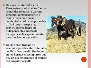 Una vez establecidos en el Perú, estos cuadrúpedos fueron sometidos al agreste terreno peruano, contrariamente a como vivían en tierras occidentales. Al principio se les utilizó para transporte, convirtiéndose luego en indispensables piezas de trabajo pesado especialmente para las faenas agrícolas.  Un paciente trabajo de selección genética durante más de 300 años, resultó finalmente en los hermosos ejemplares que hoy en día mostramos al mundo con singular orgullo 
