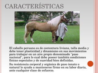 CARACTERÍSTICAS El caballo peruano es de contextura liviana, talla media y debe tener plasticidad y dinamismo en sus movimientos para trabajar en un aire propio denominado "paso nacional", para lo cual debe poseer también condiciones físicas especiales y de suavidad bien definidas. Su resistencia corporal y orgánica de paso innato o natural le ayuda a mantenerse firme en su labor diaria, ante cualquier clase de esfuerzo. 