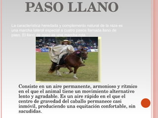 PASO LLANO Consiste en un aire permanente, armonioso y rítmico en el que el animal tiene un movimiento alternativo lento y agradable. Es un aire rápido en el que el centro de gravedad del caballo permanece casi inmóvil, produciendo una equitación confortable, sin sacudidas. La característica heredada y complemento natural de la raza es una marcha lateral especial a cuatro pasos llamada llano de paso. El llano de paso es una marcha rota.  