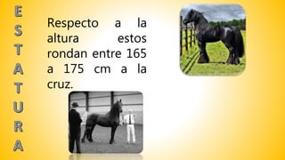 Respecto a la
altura estos
rondan entre 165
a 175 cm a la
cruz.
 