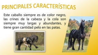 Este caballo siempre es de color negro,
las crines de la cabeza y la cola son
siempre muy largas y abundantes, y
tiene gran cantidad pelo en las patas.
 