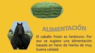 El caballo frisón es herbívoro. Por
eso se sugiere una alimentación
basada en heno de hierba de muy
buena calidad.
 
