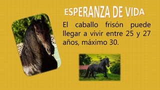 El caballo frisón puede
llegar a vivir entre 25 y 27
años, máximo 30.
 