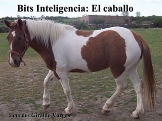 Bits Inteligencia: El caballo Lourdes Giraldo Vargas 