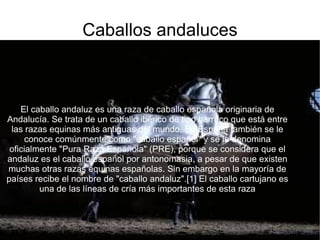 Caballos andaluces El caballo andaluz es una raza de caballo española originaria de Andalucía. Se trata de un caballo ibérico de tipo barroco que está entre las razas equinas más antiguas del mundo. En España también se le conoce comúnmente como &quot;caballo español&quot; y se le denomina oficialmente &quot;Pura Raza Española&quot; (PRE), porque se considera que el andaluz es el caballo español por antonomasia, a pesar de que existen muchas otras razas equinas españolas. Sin embargo en la mayoría de países recibe el nombre de &quot;caballo andaluz&quot;.[1] El caballo cartujano es una de las líneas de cría más importantes de esta raza 