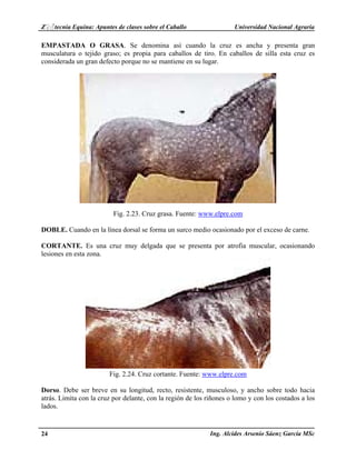 Z♀♂tecnia Equina: Apuntes de clases sobre el Caballo Universidad Nacional Agraria 
EMPASTADA O GRASA. Se denomina así cuando la cruz es ancha y presenta gran 
musculatura o tejido graso; es propia para caballos de tiro. En caballos de silla esta cruz es 
considerada un gran defecto porque no se mantiene en su lugar. 
Fig. 2.23. Cruz grasa. Fuente: www.elpre.com 
DOBLE. Cuando en la línea dorsal se forma un surco medio ocasionado por el exceso de carne. 
CORTANTE. Es una cruz muy delgada que se presenta por atrofia muscular, ocasionando 
lesiones en esta zona. 
Fig. 2.24. Cruz cortante. Fuente: www.elpre.com 
Dorso. Debe ser breve en su longitud, recto, resistente, musculoso, y ancho sobre todo hacia 
atrás. Limita con la cruz por delante, con la región de los riñones o lomo y con los costados a los 
lados. 
24 Ing. Alcides Arsenio Sáenz García MSc 
 