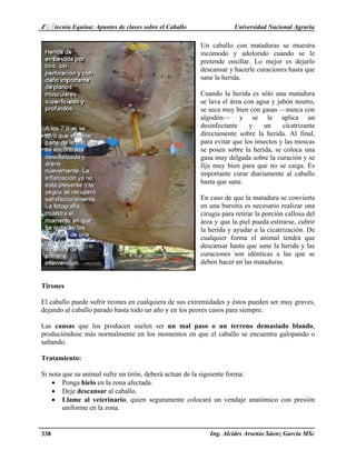 Z♀♂tecnia Equina: Apuntes de clases sobre el Caballo Universidad Nacional Agraria 
Un caballo con mataduras se muestra 
incómodo y adolorido cuando se le 
pretende ensillar. Lo mejor es dejarlo 
descansar y hacerle curaciones hasta que 
sane la herida. 
Cuando la herida es sólo una matadura 
se lava el área con agua y jabón neutro, 
se seca muy bien con gasas —nunca con 
algodón— y se le aplica un 
desinfectante y un cicatrizante 
directamente sobre la herida. Al final, 
para evitar que los insectos y las moscas 
se posen sobre la herida, se coloca una 
gasa muy delgada sobre la curación y se 
fija muy bien para que no se caiga. Es 
importante curar diariamente al caballo 
hasta que sane. 
En caso de que la matadura se convierta 
en una bursitis es necesario realizar una 
cirugía para retirar la porción callosa del 
área y que la piel pueda estirarse, cubrir 
la herida y ayudar a la cicatrización. De 
cualquier forma el animal tendrá que 
descansar hasta que sane la herida y las 
curaciones son idénticas a las que se 
deben hacer en las mataduras. 
Tirones 
El caballo puede sufrir tirones en cualquiera de sus extremidades y éstos pueden ser muy graves, 
dejando al caballo parado hasta todo un año y en los peores casos para siempre. 
Las causas que los producen suelen ser un mal paso o un terreno demasiado blando, 
produciéndose más normalmente en los momentos en que el caballo se encuentra galopando o 
saltando. 
Tratamiento: 
Si nota que su animal sufre un tirón, deberá actuar de la siguiente forma: 
• Ponga hielo en la zona afectada. 
• Deje descansar al caballo. 
• Llame al veterinario, quien seguramente colocará un vendaje anatómico con presión 
uniforme en la zona. 
338 Ing. Alcides Arsenio Sáenz García MSc 
 