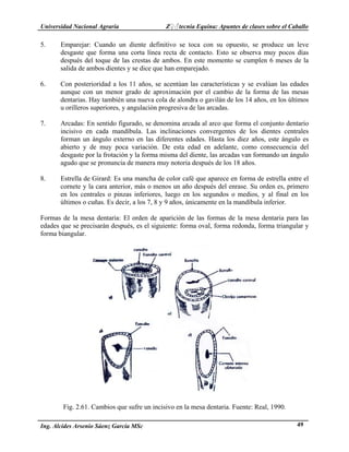 Universidad Nacional Agraria Z♀♂tecnia Equina: Apuntes de clases sobre el Caballo 
5. Emparejar: Cuando un diente definitivo se toca con su opuesto, se produce un leve 
desgaste que forma una corta línea recta de contacto. Esto se observa muy pocos días 
después del toque de las crestas de ambos. En este momento se cumplen 6 meses de la 
salida de ambos dientes y se dice que han emparejado. 
6. Con posterioridad a los 11 años, se acentúan las características y se evalúan las edades 
aunque con un menor grado de aproximación por el cambio de la forma de las mesas 
dentarias. Hay también una nueva cola de alondra o gavilán de los 14 años, en los últimos 
u orilleros superiores, y angulación progresiva de las arcadas. 
7. Arcadas: En sentido figurado, se denomina arcada al arco que forma el conjunto dentario 
incisivo en cada mandíbula. Las inclinaciones convergentes de los dientes centrales 
forman un ángulo externo en las diferentes edades. Hasta los diez años, este ángulo es 
abierto y de muy poca variación. De esta edad en adelante, como consecuencia del 
desgaste por la frotación y la forma misma del diente, las arcadas van formando un ángulo 
agudo que se pronuncia de manera muy notoria después de los 18 años. 
8. Estrella de Girard: Es una mancha de color café que aparece en forma de estrella entre el 
cornete y la cara anterior, más o menos un año después del enrase. Su orden es, primero 
en los centrales o pinzas inferiores, luego en los segundos o medios, y al final en los 
últimos o cuñas. Es decir, a los 7, 8 y 9 años, únicamente en la mandíbula inferior. 
Formas de la mesa dentaria: El orden de aparición de las formas de la mesa dentaria para las 
edades que se precisarán después, es el siguiente: forma oval, forma redonda, forma triangular y 
forma biangular. 
Fig. 2.61. Cambios que sufre un incisivo en la mesa dentaria. Fuente: Real, 1990. 
Ing. Alcides Arsenio Sáenz García MSc 49 
 