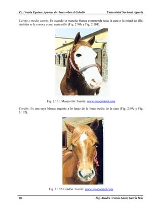 Z♀♂tecnia Equina: Apuntes de clases sobre el Caballo Universidad Nacional Agraria 
Careto o medio careto. Es cuando la mancha blanca comprende toda la cara o la mitad de ella; 
también se le conoce como mascarillo (Fig. 2.99b y Fig. 2.101). 
Fig. 2.101. Mascarillo. Fuente: www.mascotanet.com 
Cordón. Es una raya blanca angosta a lo largo de la línea media de la cara (Fig. 2.99c y Fig. 
2.102). 
Fig. 2.102. Cordón. Fuente: www.mascotanet.com 
68 Ing. Alcides Arsenio Sáenz García MSc 
 