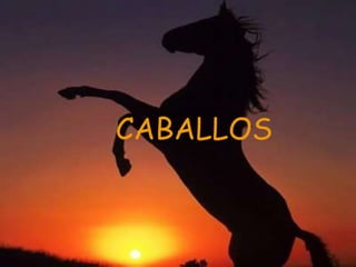 CABALLOS
 