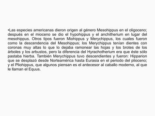 ●Las especies americanas dieron origen al género Mesohippus en el oligoceno;
después en el mioceno se dio el hypohippus y el anchitherium en lugar del
mesohippus. Otros tipos fueron Miohippus y Merychippus, los cuales fueron
como la descendencia del Mesohippus; los Merychippus tenían dientes con
coronas muy altas lo que lo dejaba ramonear las hojas y los brotes de los
árboles y los arbustos, pero la diferencia del Hyrachotherium era que éste sólo
pastaba hierba. También Merychippus tuvo descendientes y fueron: Hipparion
que se desplazó desde Norteamérica hasta Eurasia en el periodo del plioceno;
y el Pliohippus, que algunos piensan es el antecesor al caballo moderno, al que
le llaman el Equus.
 