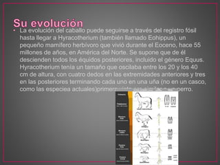• La evolución del caballo puede seguirse a través del registro fósil 
hasta llegar a Hyracotherium (también llamado Eohippus), un 
pequeño mamífero herbívoro que vivió durante el Eoceno, hace 55 
millones de años, en América del Norte. Se supone que de él 
descienden todos los équidos posteriores, incluido el género Equus. 
Hyracotherium tenía un tamaño que oscilaba entre los 20 y los 40 
cm de altura, con cuatro dedos en las extremidades anteriores y tres 
en las posteriores terminando cada uno en una uña (no en un casco, 
como las especiea actuales)primera vista era similar a un perro. 
 