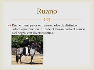 Ruano 
 
 Ruano: tiene pelos entremezclados de distintos 
colores que pueden ir desde el alazán hasta el blanco 
o el negro, con diversos tonos. 
 