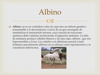 Albino 
 
 Albino: no es un verdadero color de capa sino un defecto genético 
transmisible a la descendencia. Carece de un gen encargado de 
metabolizar el aminoácido tirosina, cuya cascada de reacciones 
químicas debe culminar produciendo el pigmento melanina. La falta 
de melanina produce caballos blancos y de ojos rojos, albinos , que son 
hipersensibles a la luz. Los caballos con albinismo parcial o total 
(tobianos parcialmente albinos) no se utilizan como reproductores y se 
consideran defectuosos. 
 