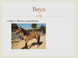 Bayo 
 
 Bayo: Blanco amarillento. 
 