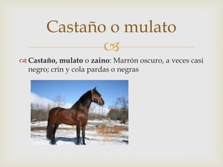 Castaño o mulato 
 
 Castaño, mulato o zaino: Marrón oscuro, a veces casi 
negro; crin y cola pardas o negras 
 