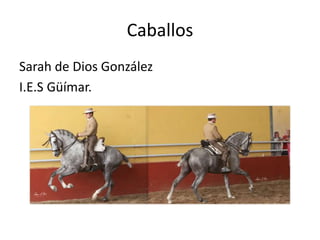 Caballos
Sarah de Dios González
I.E.S Güímar.
 