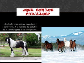 ¿QUÉ SON LOS
                       CABALLOS?

 El caballo es un animal mamífero y
herbívoro . A la hembra del caballo
se le llama yegua y a las crías potros.
 