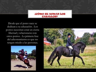 ¿CÓMO SE DOMAN LOS
                               CABALLOS?


  Desde que el potro nace se
 dedican a su educación . Los
potros necesitan estar en cierta
  libertad y relacionarse con
otros potros . La primera fase
 del adiestramiento es que no
 tengan miedo a las personas.
 