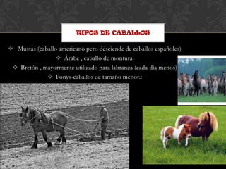 TIPOS DE CABALLOS

 Mustas (caballo americano pero desciende de caballos españoles)
                  Árabe , caballo de montura.
  Bretón , mayormente utilizado para labranza (cada dia menos)
              Ponys-caballos de tamaño menor.:
 