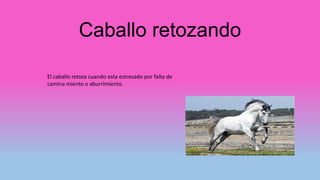 Caballo retozando
El caballo retoza cuando esta estresado por falta de
camina miento o aburrimiento.
 