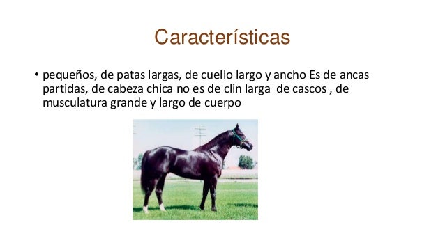 Caballos corona cartel