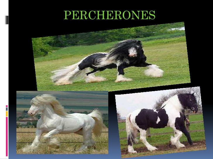 Caballos Finos Pptx Presentacion