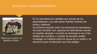 BIOLOGIA Y COMPORTAMIENTO
Yegua con su potro y el
garañón al fondo.
En la naturaleza los caballos son presas de los
depredadores y por ello tienen fuertes instintos de
huida y defensa.
Su primera reacción ante una amenaza es asustarse y
huir pero también son capaces de defenderse cuando
no pueden escapar o cuando se amenaza a sus crías.
Suelen ser curiosos, y cuando se asustan suelen
investigar un instante sobre la causa de su miedo y no
siempre huyen al descubrir que hay peligro.
 