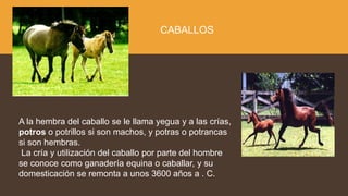 A la hembra del caballo se le llama yegua y a las crías,
potros o potrillos si son machos, y potras o potrancas
si son hembras.
La cría y utilización del caballo por parte del hombre
se conoce como ganadería equina o caballar, y su
domesticación se remonta a unos 3600 años a . C.
CABALLOS
 