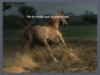 No te rindas que la vida es eso,  