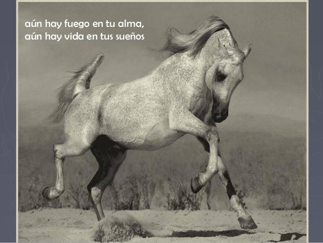 Como Quitar Los Miedos A Un Caballo