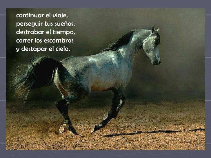 Caballos que belleza