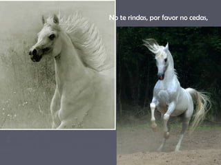 No te rindas, por favor no cedas,
 