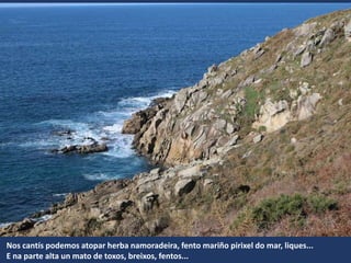 Nos cantís podemos atopar herba namoradeira, fento mariño pirixel do mar, liques...
E na parte alta un mato de toxos, breixos, fentos...
 