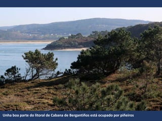 Unha boa parte do litoral de Cabana de Bergantiños está ocupado por piñeiros
 