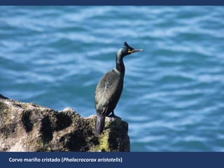 Corvo mariño cristado (Phalacrocorax aristotelis)
 