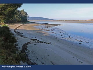 Os eucaliptos invaden o litoral
 