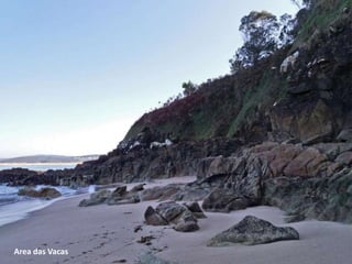 Area das Vacas
 