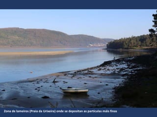 Zona de lameiros (Praia da Urixeira) onde se depositan as partículas máis finas
 