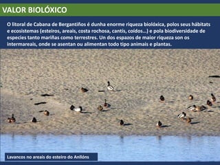 VALOR BIOLÓXICO
O litoral de Cabana de Bergantiños é dunha enorme riqueza biolóxica, polos seus hábitats
e ecosistemas (esteiros, areais, costa rochosa, cantís, coídos…) e pola biodiversidade de
especies tanto mariñas como terrestres. Un dos espazos de maior riqueza son os
intermareais, onde se asentan ou alimentan todo tipo animais e plantas.
Lavancos no areais do esteiro do Anllóns
 