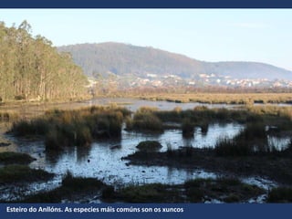 Esteiro do Anllóns. As especies máis comúns son os xuncos
 