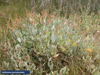 Halimione portulacoides
 
