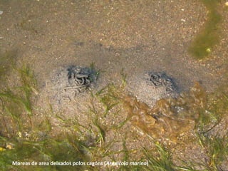 Moreas de area deixados polos cagóns (Arenícola marina)
 